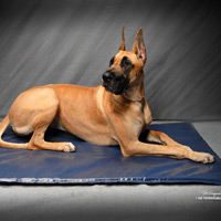 dog bed vinyl