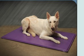 dog floor protection pads