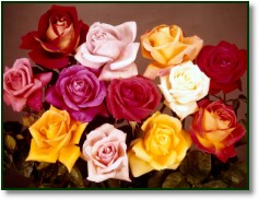 Colors of Roses